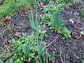 2013-0209-1405_Daffodils_3,7C